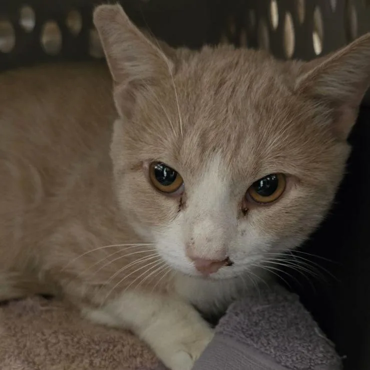 An adult medium-sized male Buff / Tan / Fawn Domestic Short Hair cat named Box Office for adoption in Austin, TX