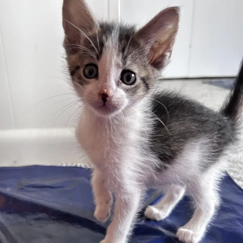 A baby small-sized male Brown / Chocolate Domestic Short Hair cat named Cowboy for adoption in Springfield, IL