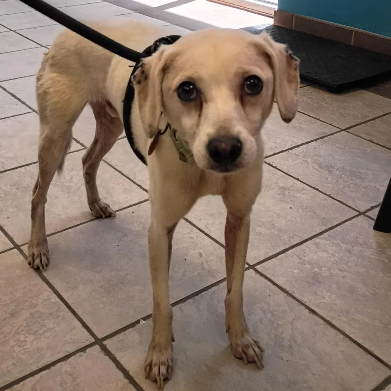 A senior small-sized male White / Cream Mixed Breed dog named Straycooperavenue "bryan" for adoption in Columbus, GA