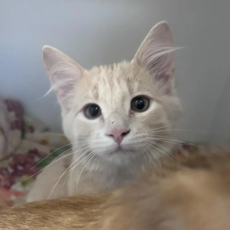 A baby small-sized male Domestic Medium Hair cat named Converse for adoption in Uniontown, PA