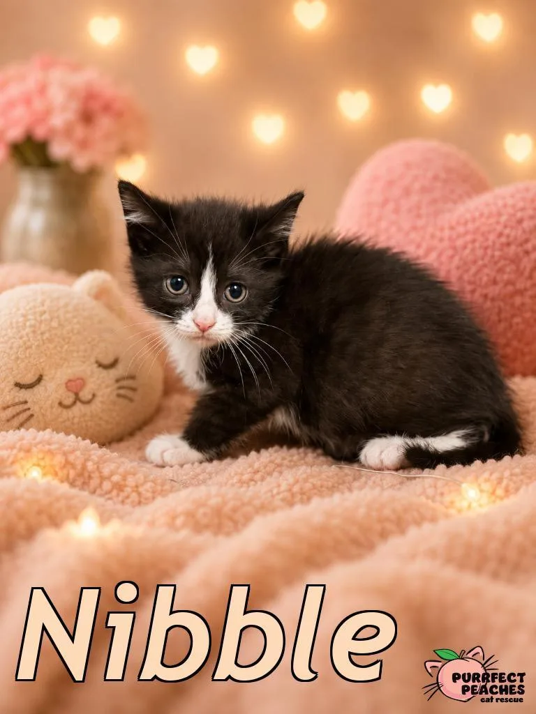 A baby medium-sized male Domestic Short Hair cat named Nibble for adoption in Douglasville, GA