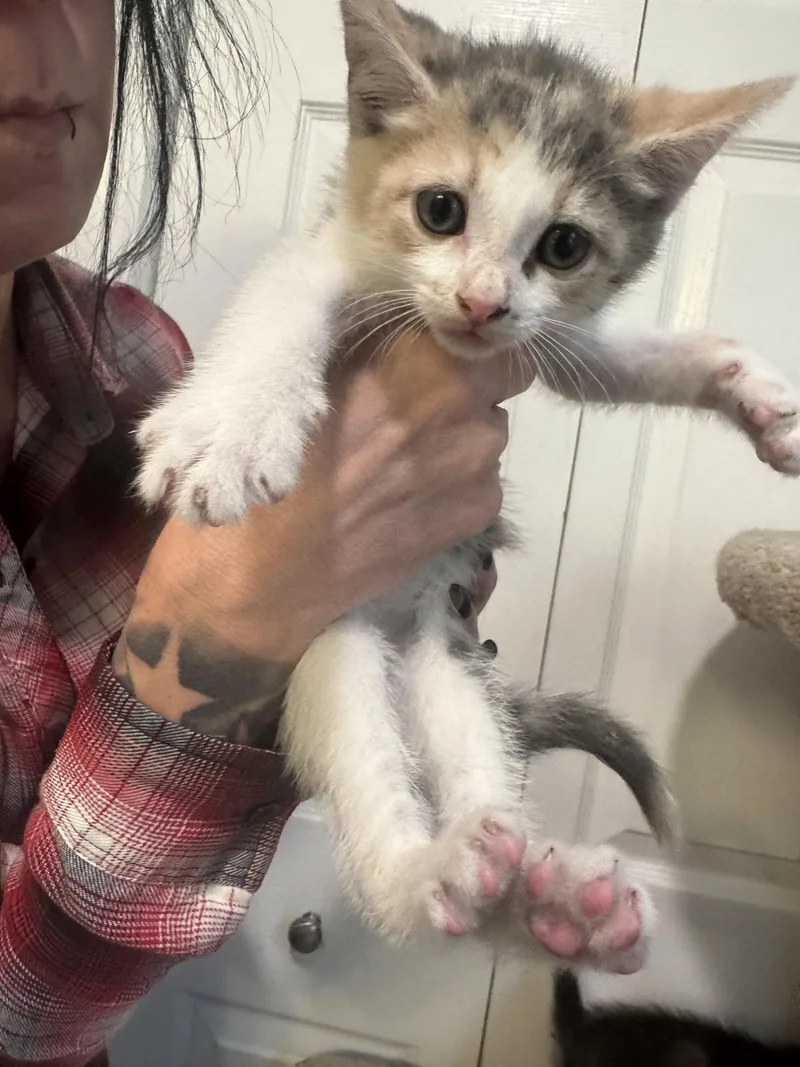 A baby large-sized female Dilute Calico cat named Fawn for adoption in Ringwood, NJ