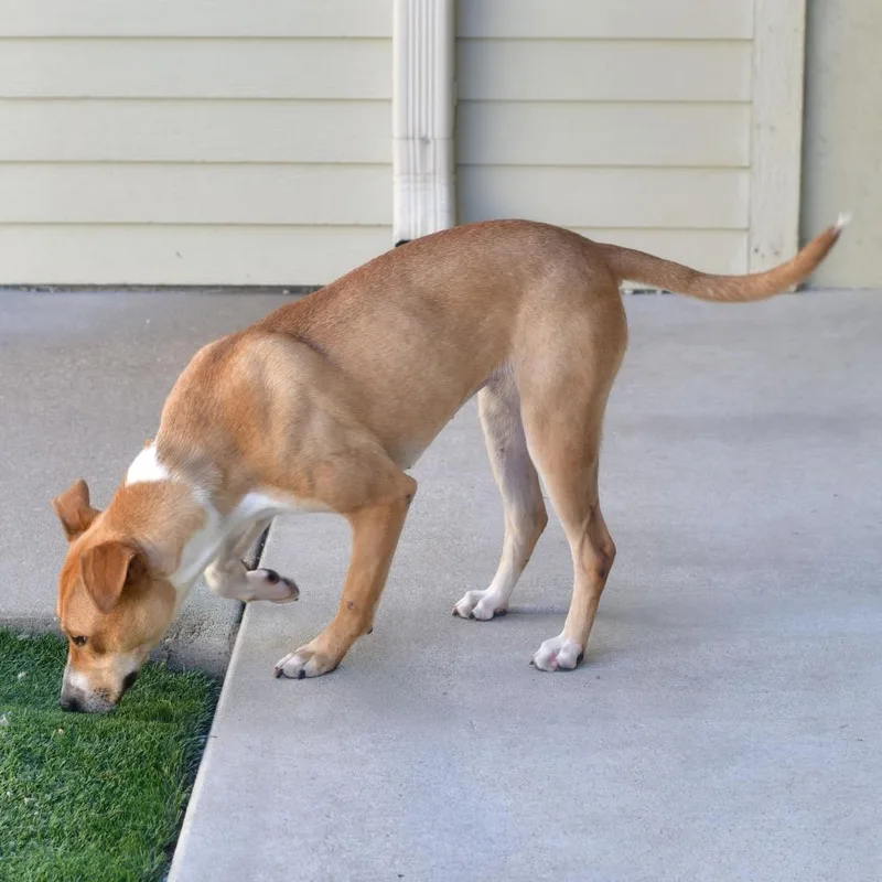 An adult medium-sized female Brown / Chocolate Mixed Breed dog named Princess for adoption in Ottawa, KS