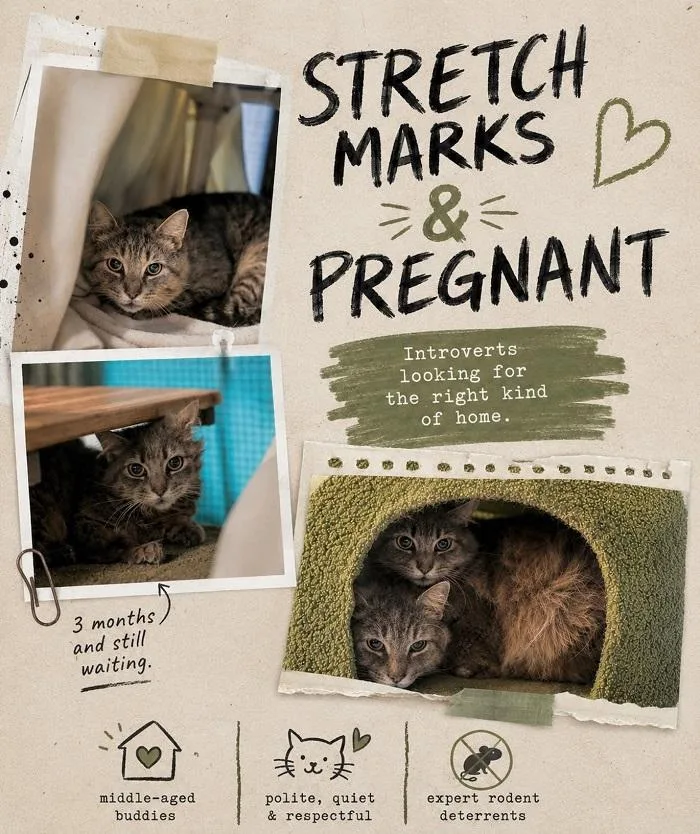 An adult medium-sized male Domestic Short Hair cat named Pregnant & Stretch Marks for adoption in Pegram, TN