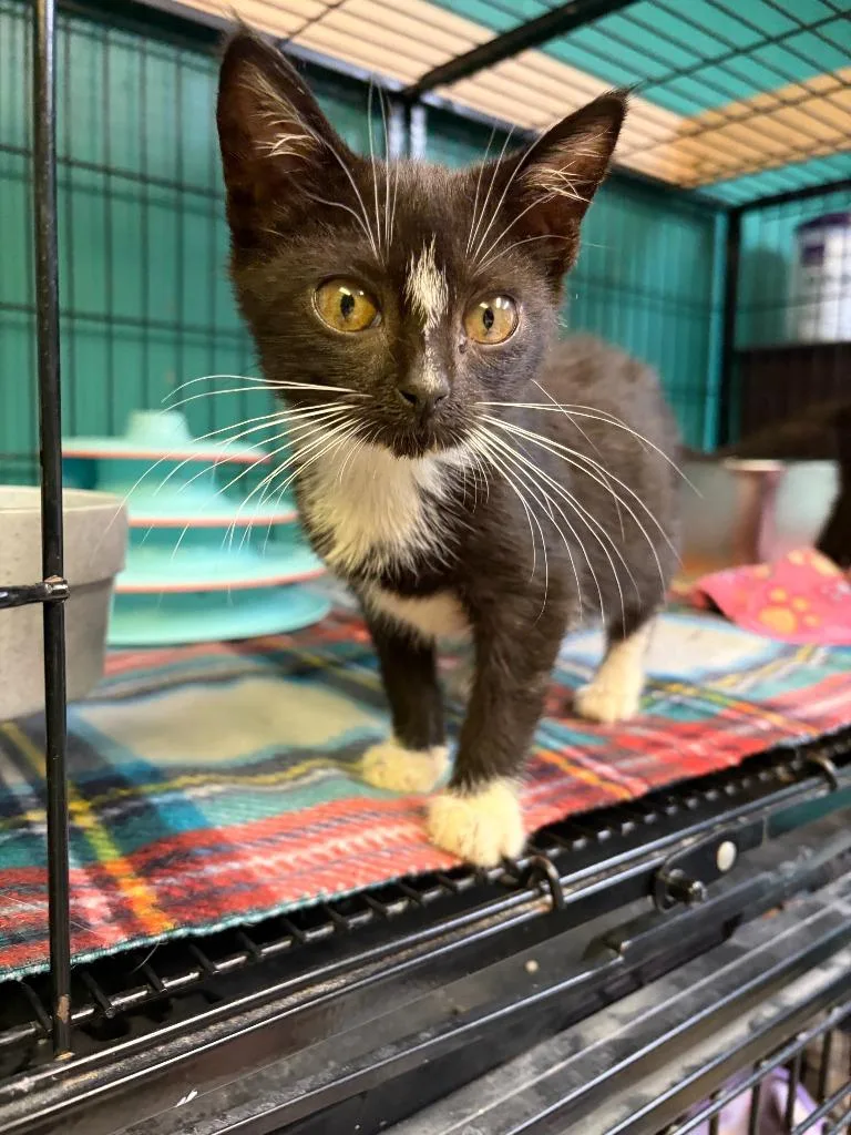 A baby small-sized female American Shorthair cat named Dahlia for adoption in Perry, GA