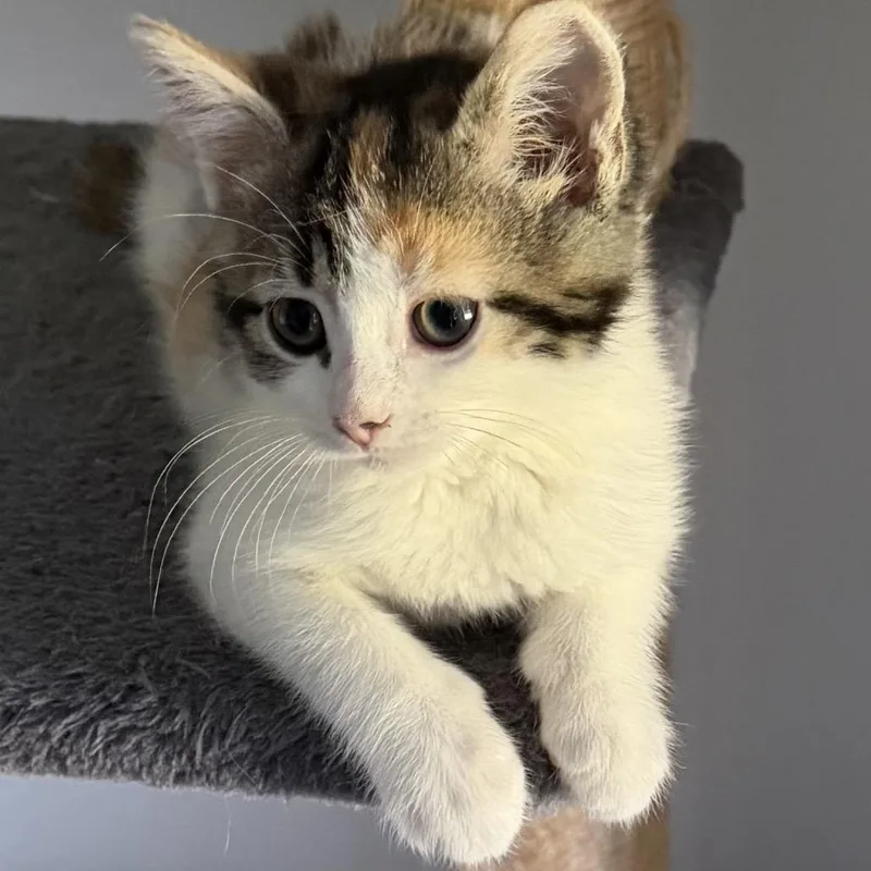 A baby small-sized female Calico Domestic Medium Hair cat named Jillian for adoption in Potomac, MD