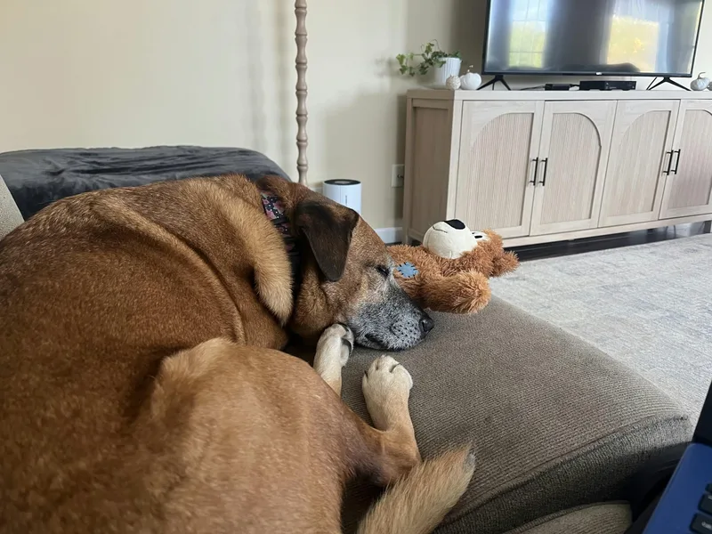 A senior large-sized female Black Mouth Cur dog named Daisy for adoption in Clay, NY