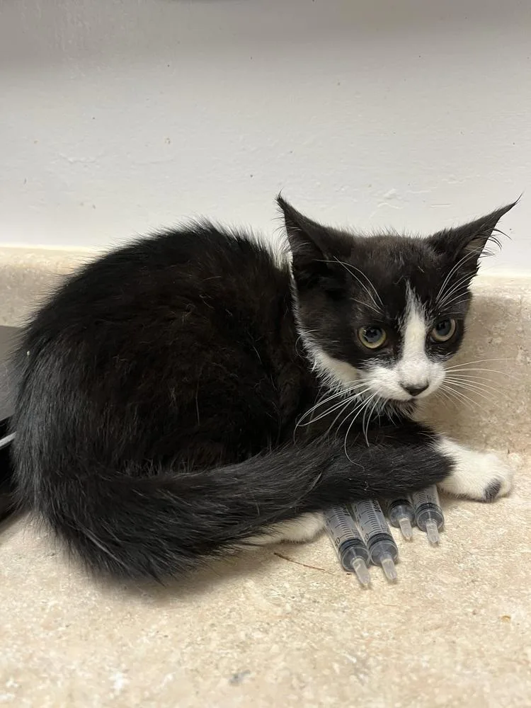 A young small-sized female Black & White / Tuxedo Domestic Short Hair cat named Callie for adoption in Ontario, CA