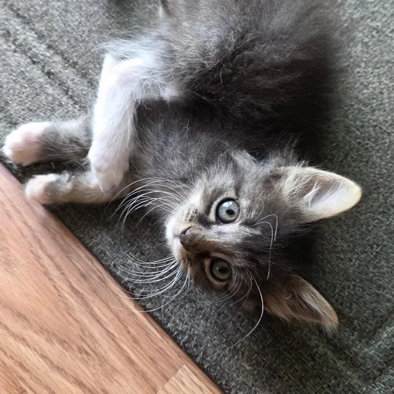 A baby small-sized male Gray / Blue / Silver Domestic Medium Hair cat named King for adoption in Calimesa, CA