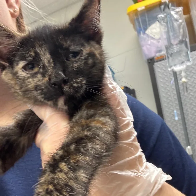 A baby small-sized female Tortoiseshell Domestic Short Hair cat named Sue for adoption in Newark, NJ