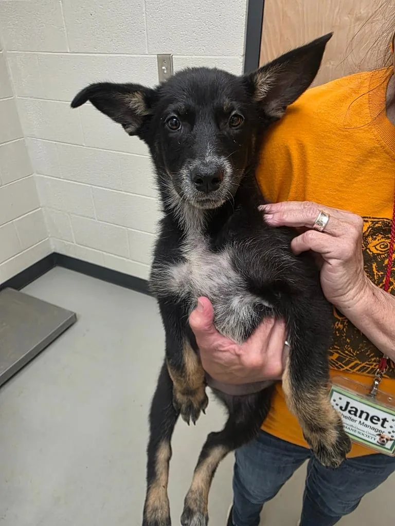 A baby large-sized female German Shepherd Dog dog named Rina for adoption in Greeneville, TN