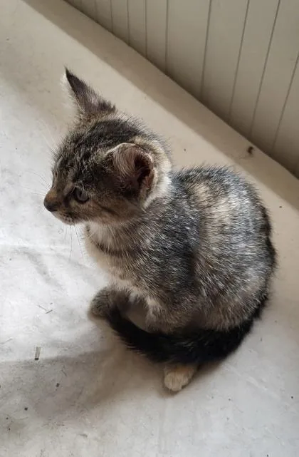 A baby small-sized female Domestic Short Hair cat named Beatrice for adoption in Fort Worth, TX
