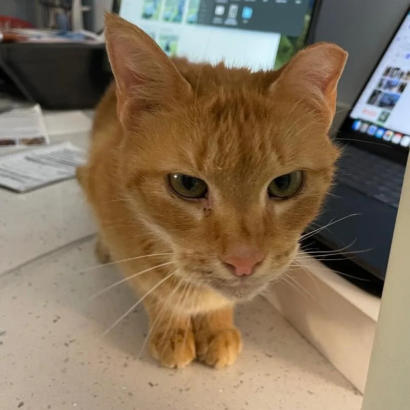 Firecracker thumbnail 2