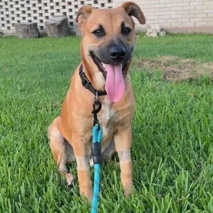 An adult medium-sized male Black Mouth Cur dog named Osito for adoption in Houston, TX