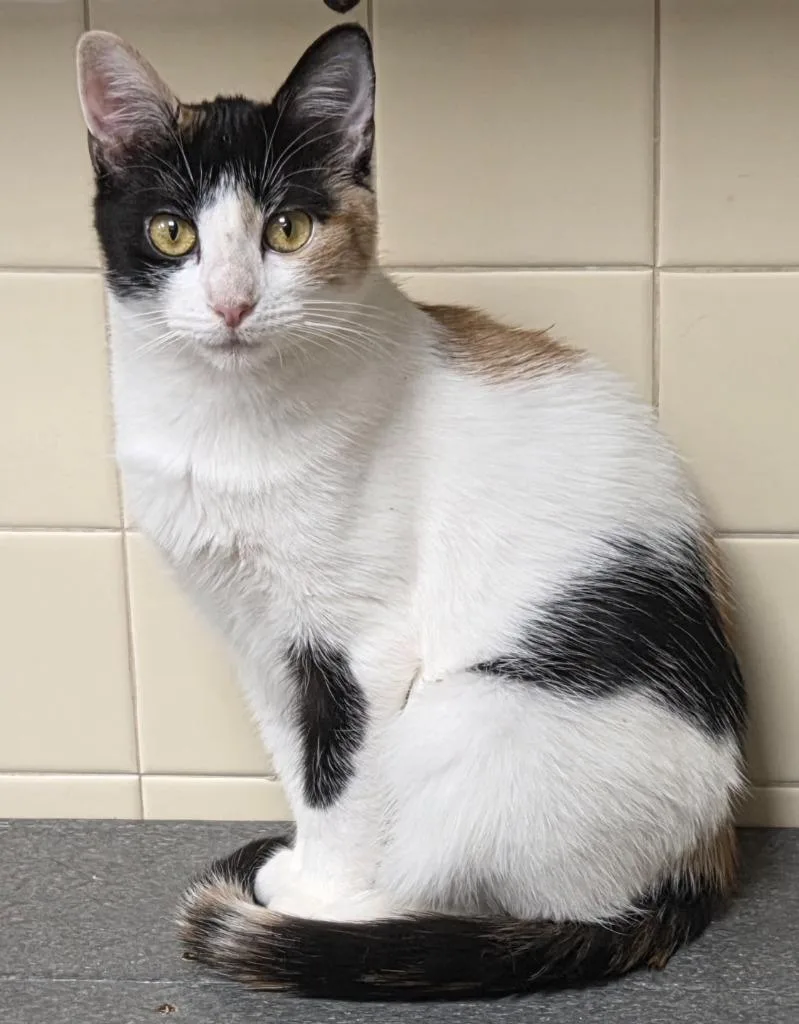 A young medium-sized female Domestic Short Hair cat named Discord for adoption in Olean, NY