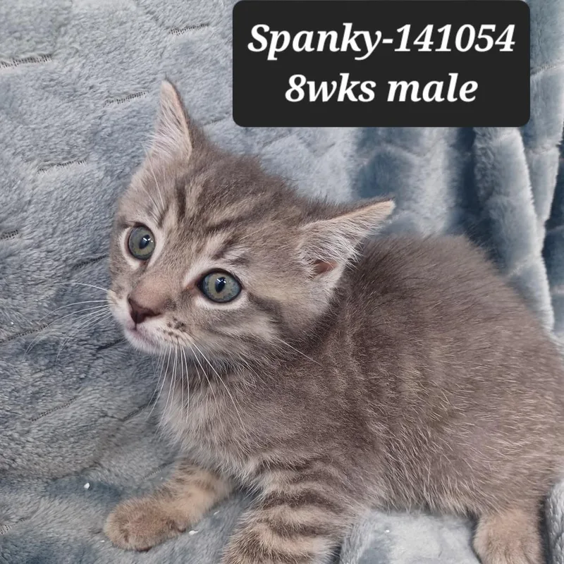A baby small-sized male Domestic Short Hair cat named Spanky for adoption in New Tazewell, TN