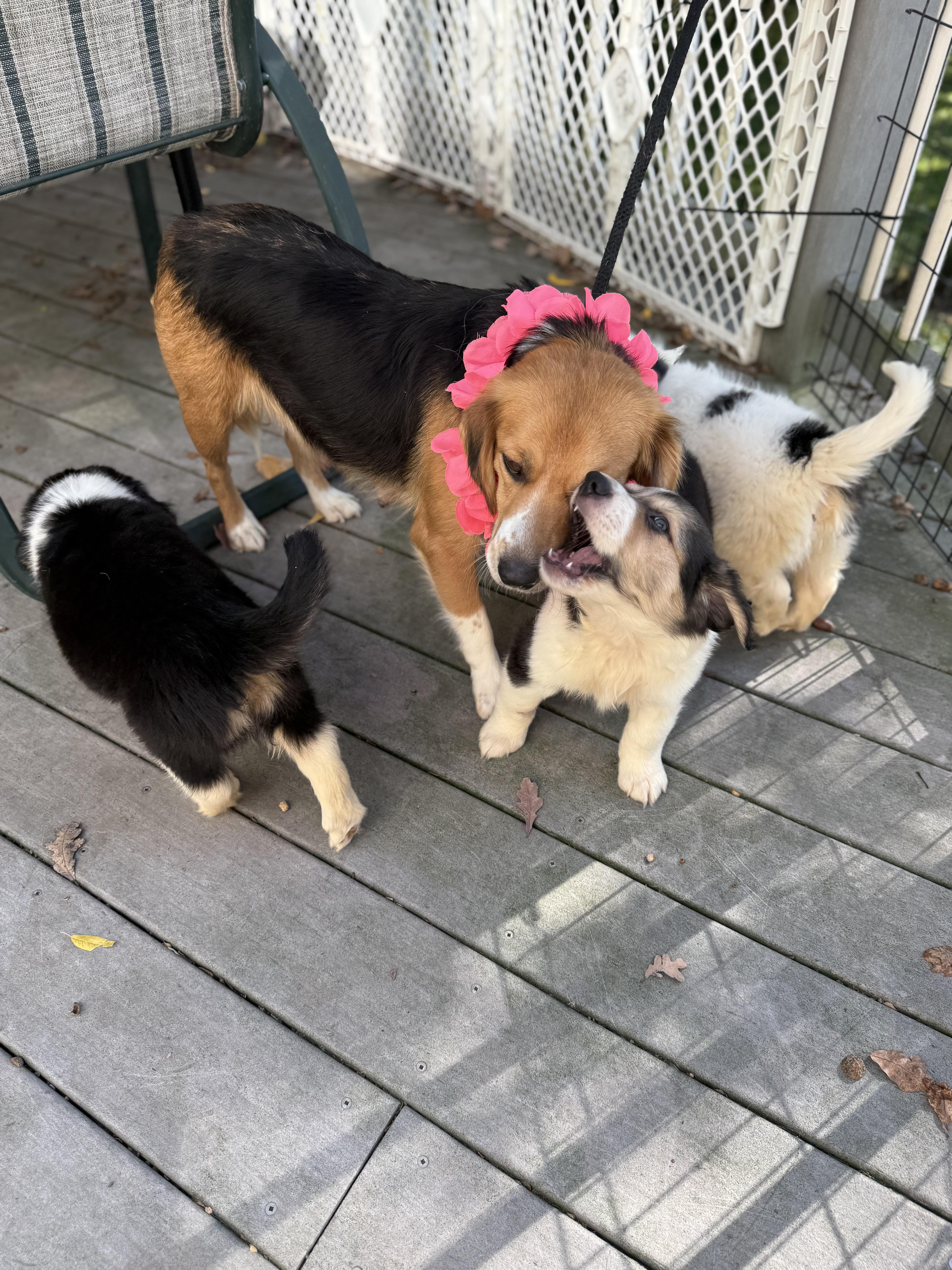A young medium-sized female Golden Beagle dog named Dolly mom for adoption in White Lake, MI