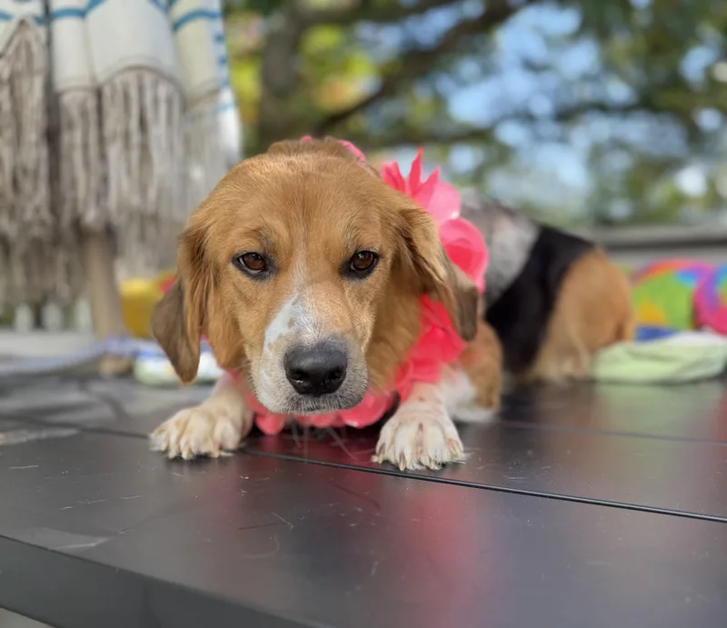 Dolly mom thumbnail 3