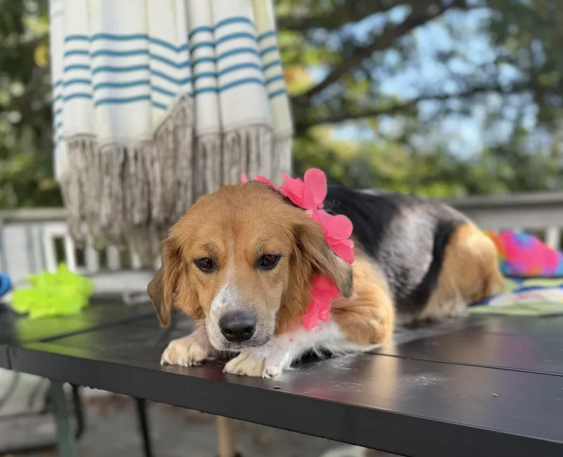 Dolly mom thumbnail 4