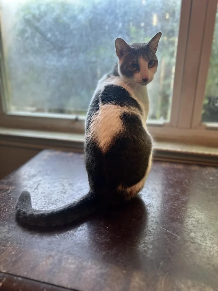 A young medium-sized male Domestic Short Hair cat named Beary for adoption in Dallas, TX