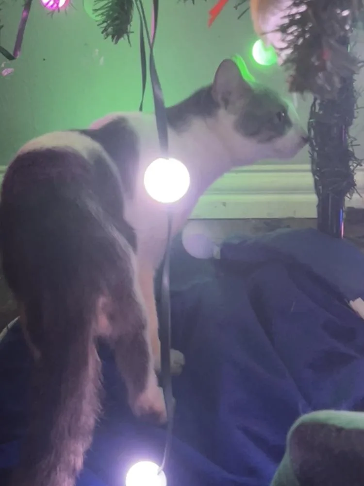 Beary thumbnail 4