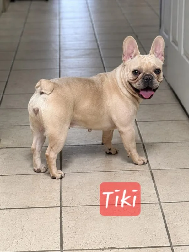 Tiki