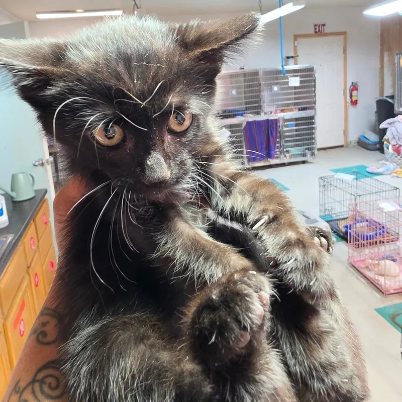 A baby small-sized male Black Domestic Medium Hair cat named Rascal for adoption in Leander, TX