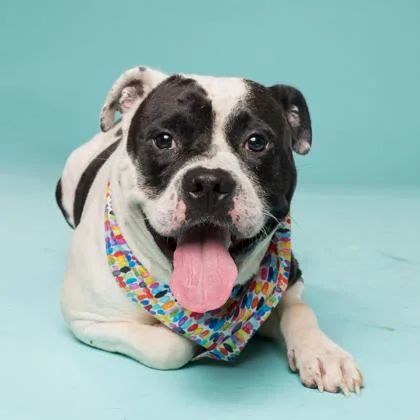 An adult large-sized male American Bulldog dog named Big Boogie for adoption in Atlanta, GA