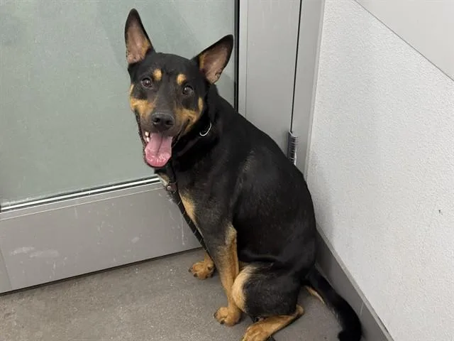 A young large-sized male German Shepherd Dog dog named Pluto for adoption in Mesa, AZ