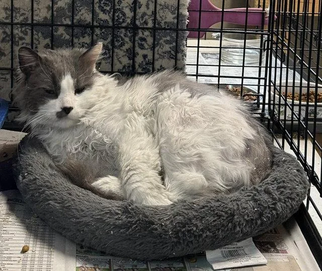 An adult medium-sized male Gray & White Domestic Long Hair cat named Benny for adoption in Apollo, PA