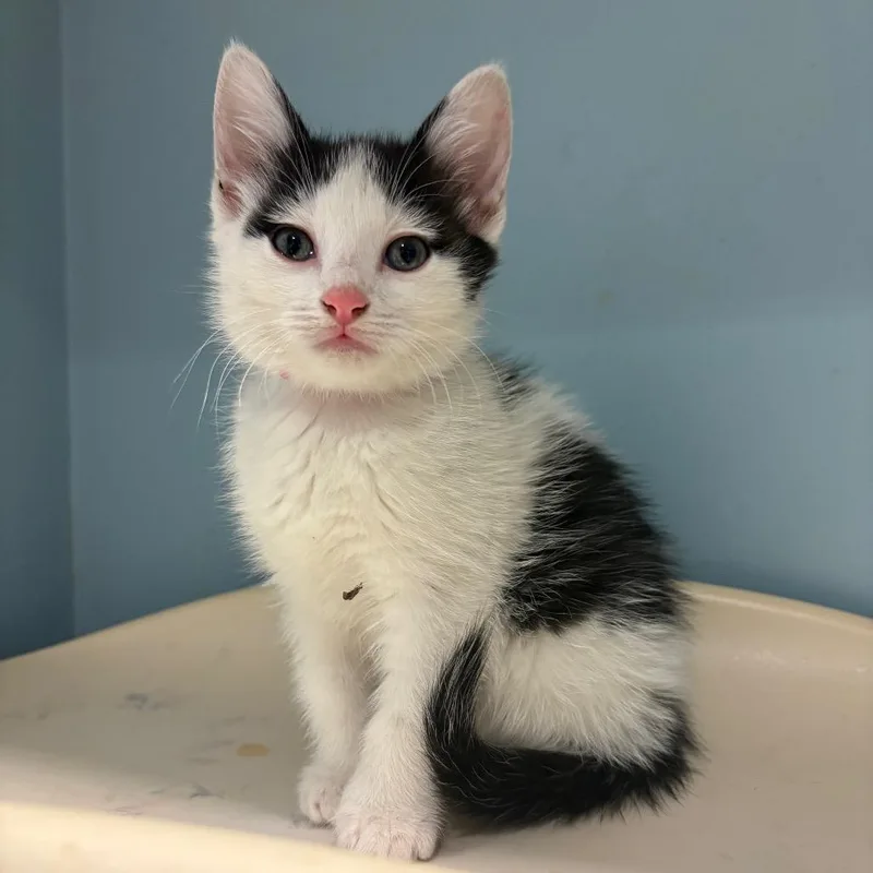 A baby small-sized female White Domestic Short Hair cat named Meadow for adoption in Chattanooga, TN