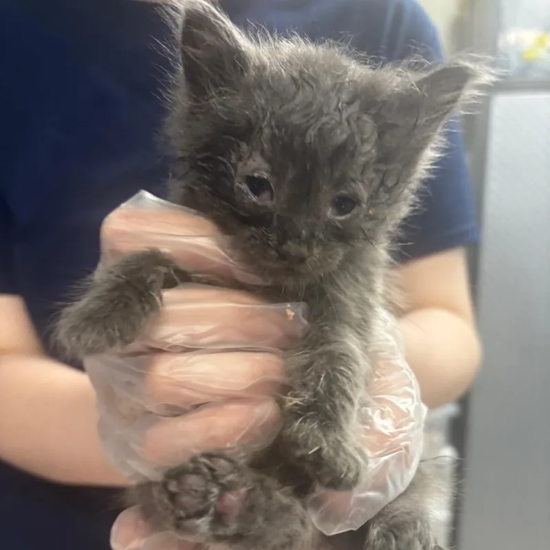A baby small-sized male Gray / Blue / Silver Domestic Medium Hair cat named Bogey for adoption in Newark, NJ