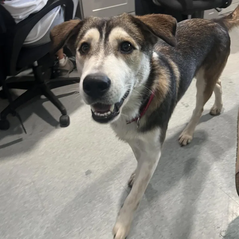 An adult large-sized male Brown / Chocolate Siberian Husky dog named Salamander for adoption in Kyle, TX
