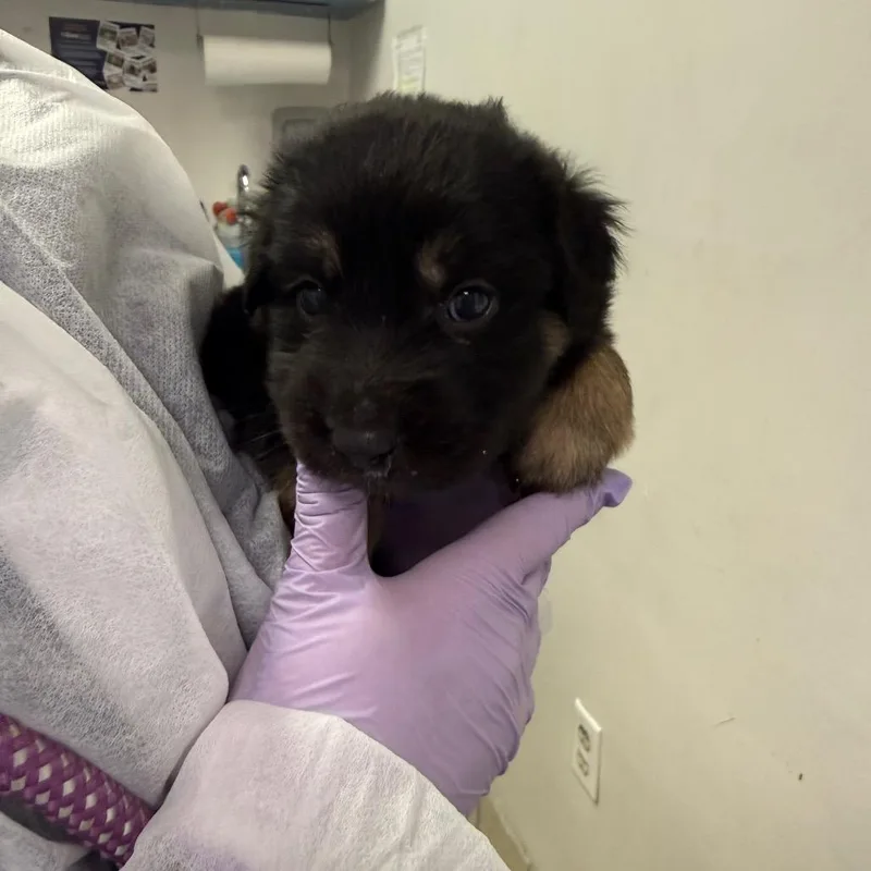 A baby small-sized female Black Mixed Breed dog named Luna Ghost for adoption in Charleston, WV