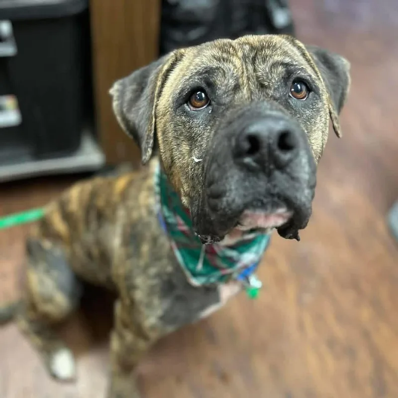 An adult large-sized male Mastiff dog named Beau for adoption in Howes Cave, NY