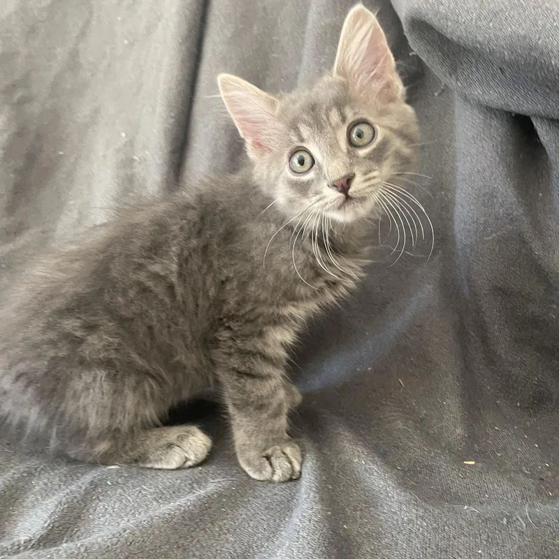 A young medium-sized male Domestic Medium Hair cat named Pothole for adoption in lititz, PA
