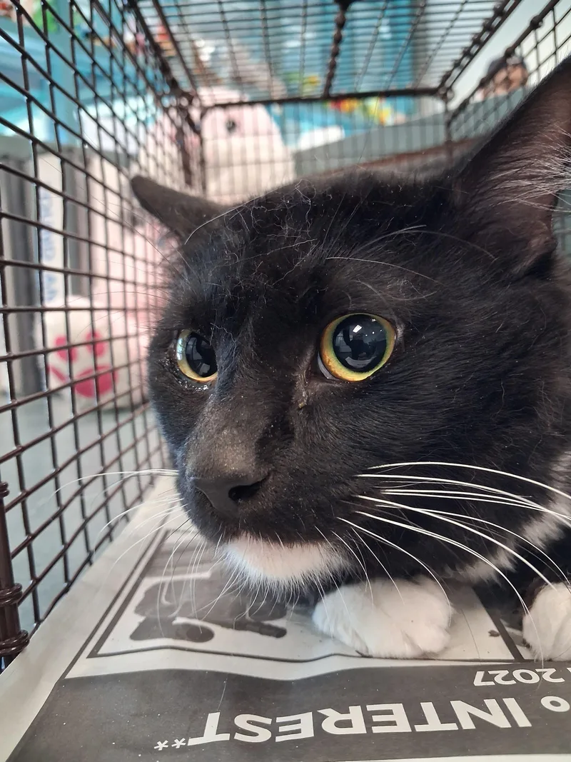 A young medium-sized male Domestic Short Hair cat named Max for adoption in Chatsworth, CA