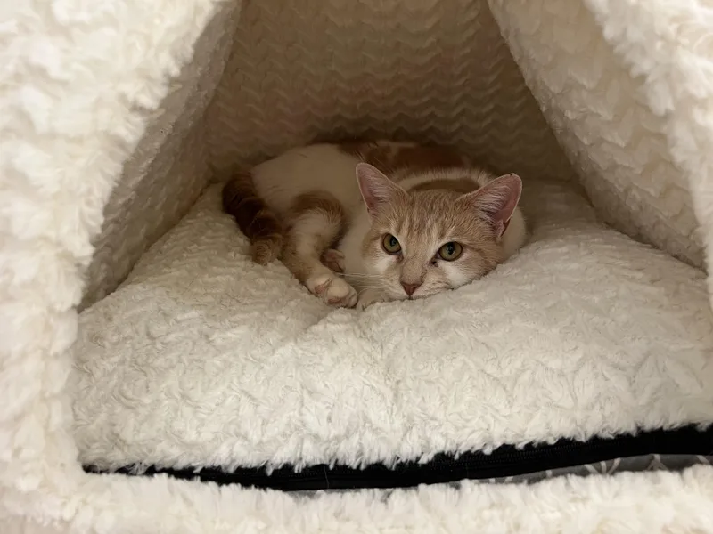 Strawberry thumbnail 2