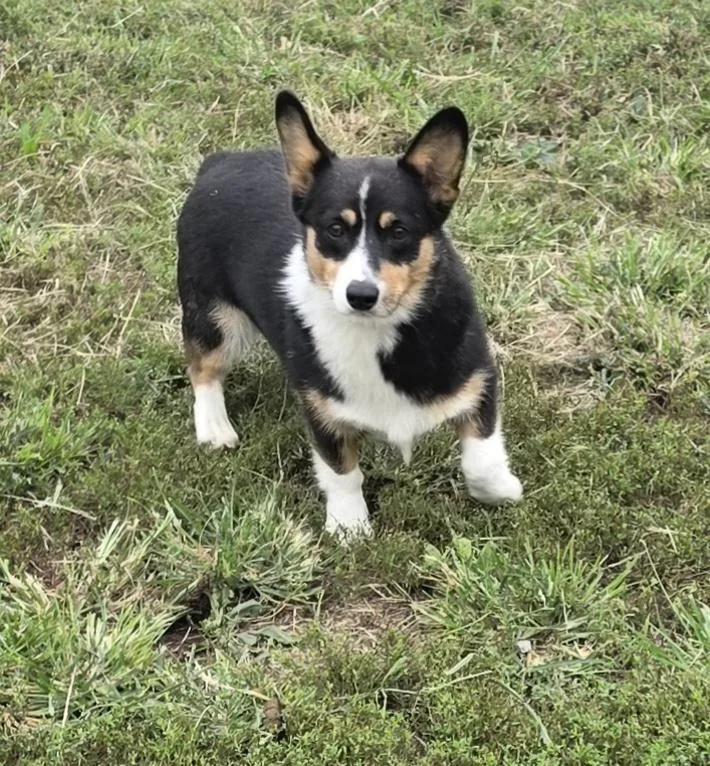 An adult medium-sized female Tricolor (Brown, Black, & White) Cardigan Welsh Corgi dog named Shyanne for adoption in Terre Haute, IN