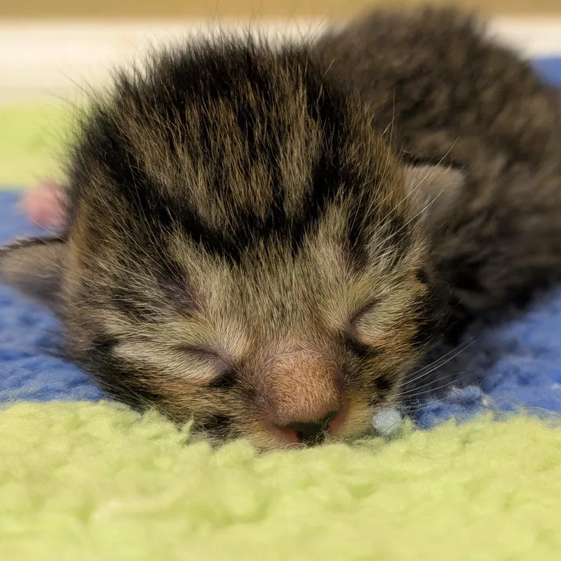 A baby small-sized male Brown / Chocolate Domestic Short Hair cat named Lucian for adoption in Brownsboro, AL