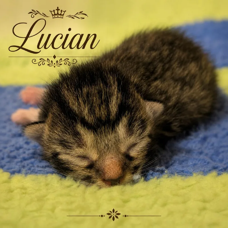 Lucian thumbnail 4