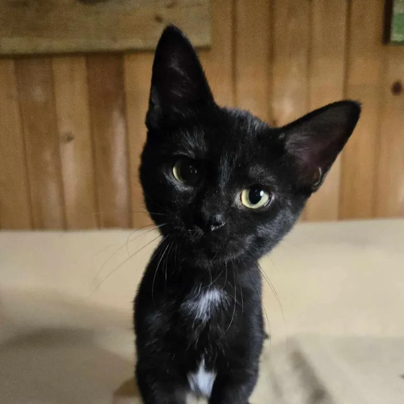 A young medium-sized male Black Domestic Short Hair cat named Arachnid for adoption in Tylertown, MS