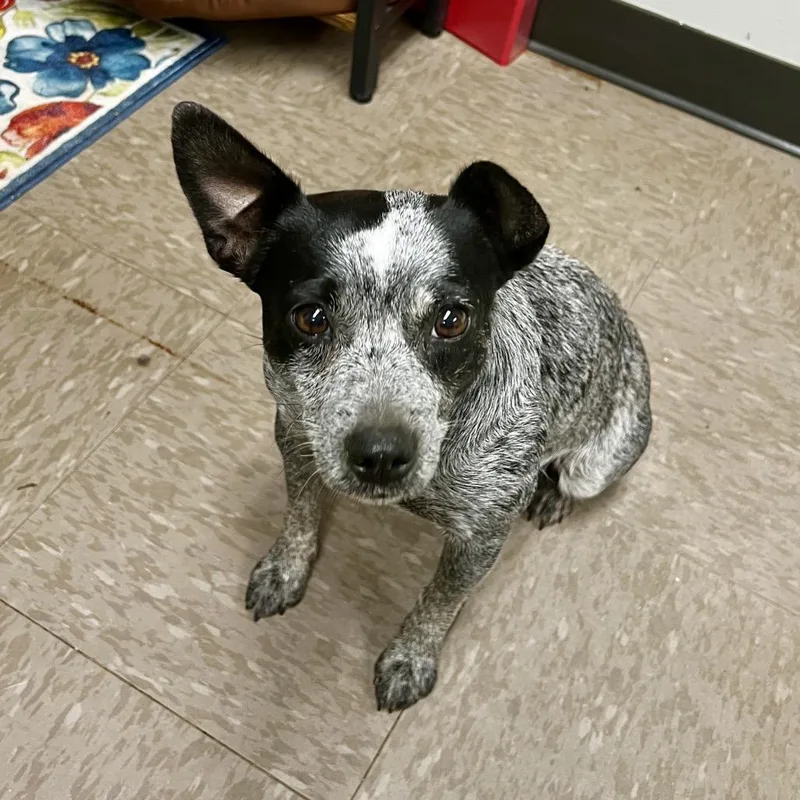 A young small-sized female Cattle Dog dog named Blue Belle for adoption in Parrish, AL