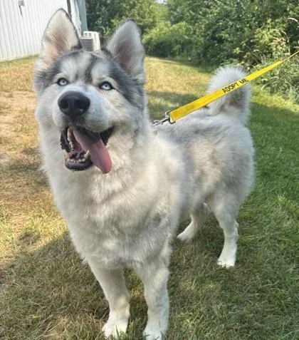 An adult extra large-sized male White / Cream Mixed Breed dog named Stark for adoption in Lansing, MI