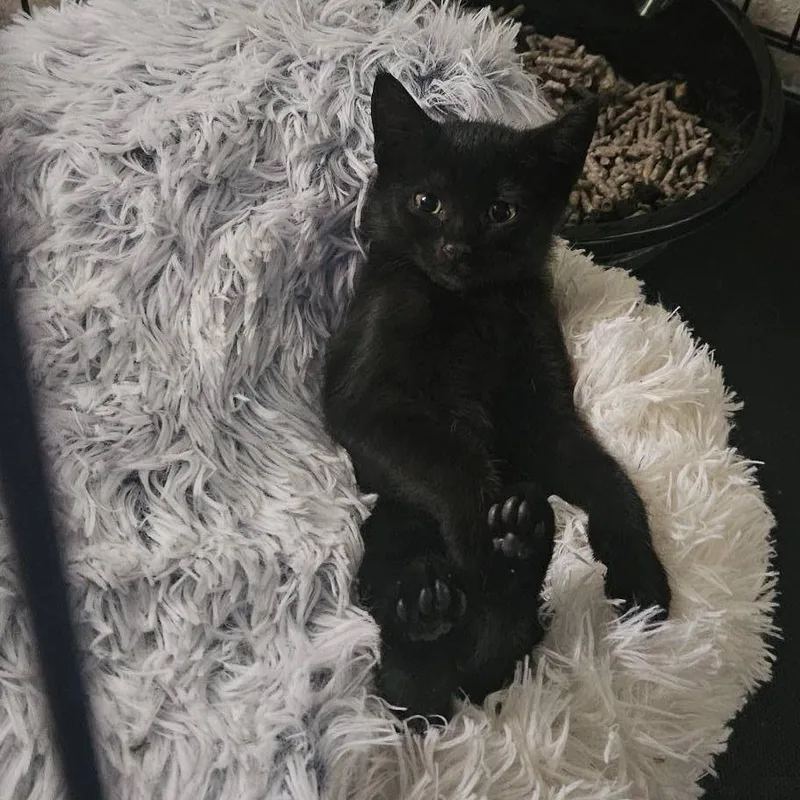 A baby small-sized female Domestic Short Hair cat named Quill for adoption in Jacksonville, OR