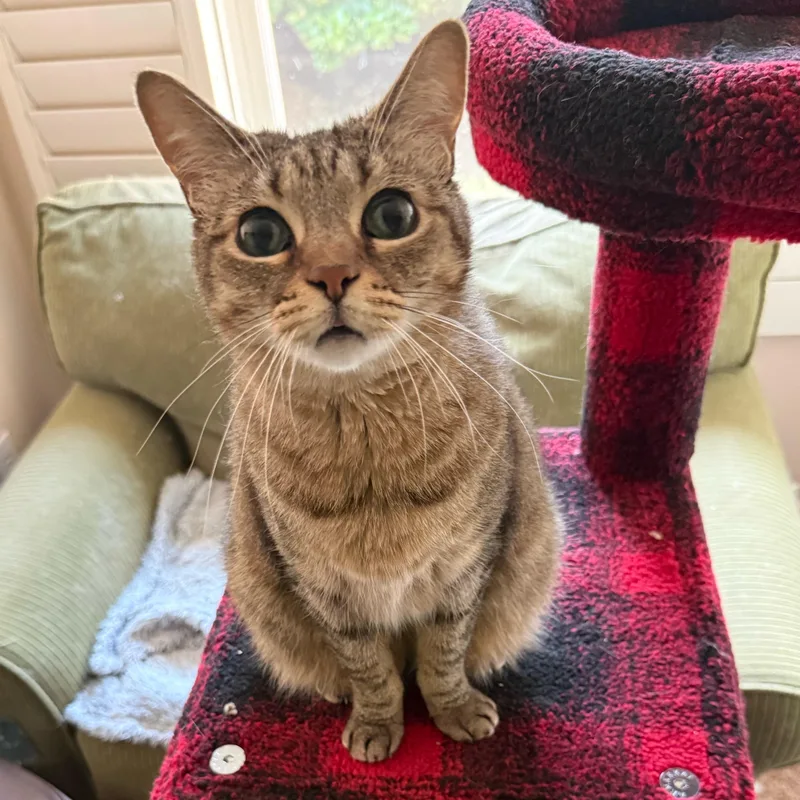 An adult medium-sized female Tabby (Brown / Chocolate) Domestic Short Hair cat named Mystic for adoption in Parker, TX