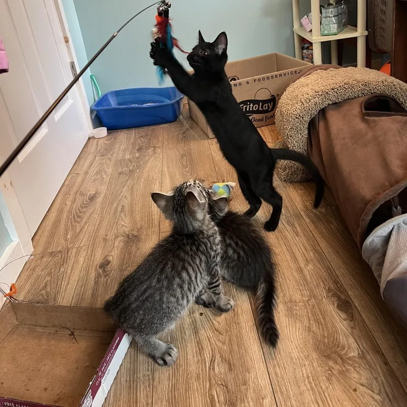 A baby small-sized female Black Domestic Short Hair cat named Seaweed for adoption in Springfield, MA