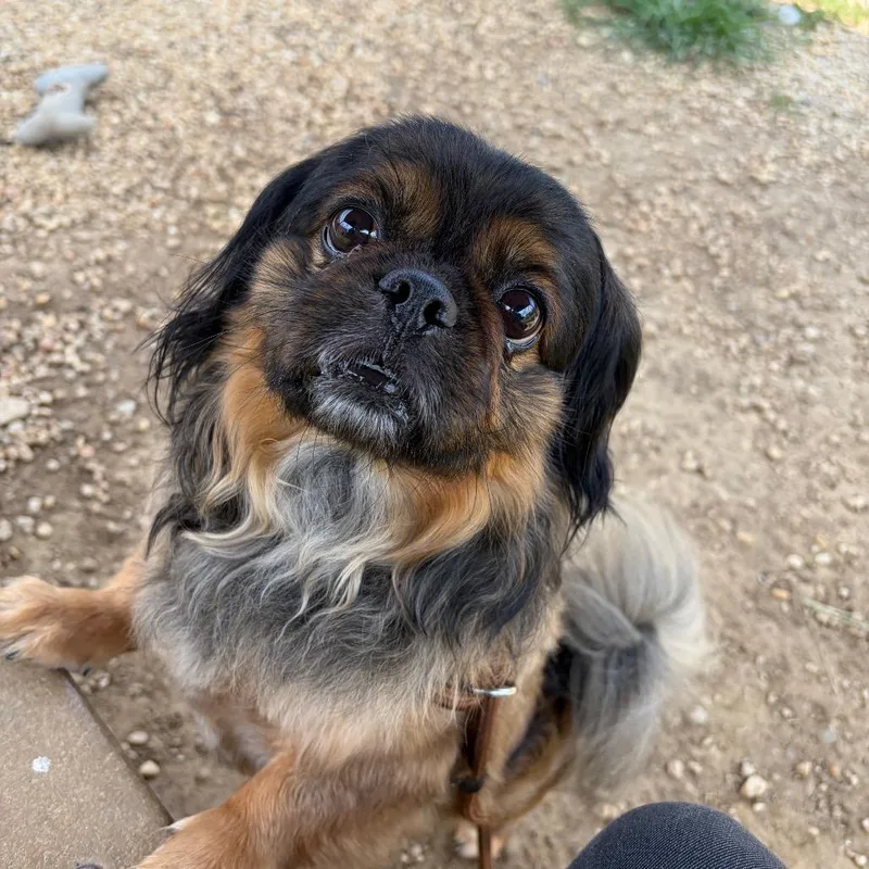 An adult small-sized male Brown / Chocolate Mixed Breed dog named Rascal for adoption in Medford, NJ