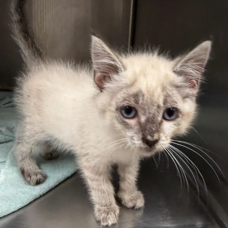A baby small-sized female Cream / Ivory Domestic Short Hair cat named Jinx for adoption in Tuscaloosa, AL
