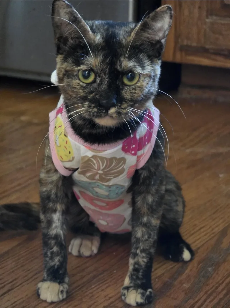 An adult small-sized female Tortoiseshell cat named Roxie for adoption in Farmington, MN